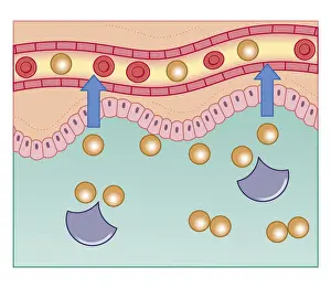 Digestive System Prints: Cross section biomedical illustration of digestive enzymes with molecules separating from enzyme