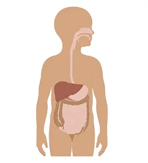 Stomach Prints: Cross section biomedical illustration of digestive system in girl