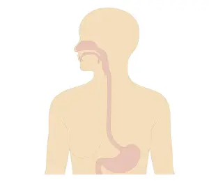 Stomach Prints: Cross section biomedical illustration of digestive tract in adult female