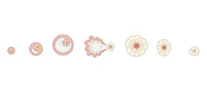 Changing Gallery: Cross section biomedical illustration of egg development inside ovary during human menstrual cycle