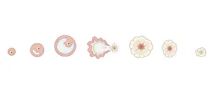 Sequential Series Prints: Cross section biomedical illustration of egg development inside ovary during human menstrual cycle
