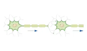 Nerve Cell Prints: Cross section biomedical illustration of electrical and chemical conduction of nerve signals