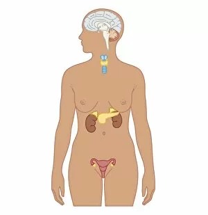 Images Dated 24th October 2011: Cross section biomedical illustration of endocrine system in adult female