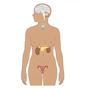Three Quarter Length Prints: Cross section biomedical illustration of endocrine system in adult female