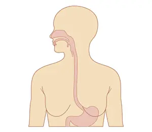 Stomach Prints: Cross section biomedical illustration of esophagus and stomach in adult female
