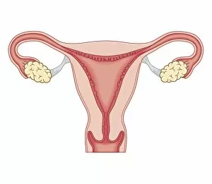 Images Dated 21st October 2011: Cross section biomedical illustration of female reproductive system