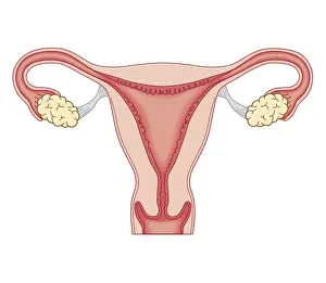 Cross Section Prints: Cross section biomedical illustration of female reproductive system