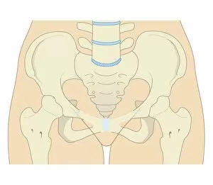 Images Dated 21st October 2011: Cross section biomedical illustration of female type pelvis