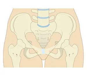 Pelvis Prints: Cross section biomedical illustration of female type pelvis