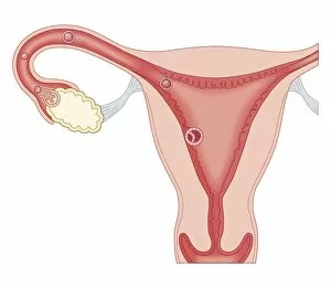 Images Dated 21st October 2011: Cross section biomedical illustration of fertilised egg becoming embryo