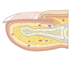 Cross section biomedical illustration of fingernail