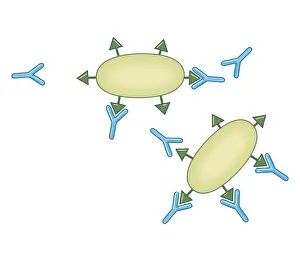 Overhead View Prints: Cross section biomedical illustration of formation of antibodies with memory retained in response to organism