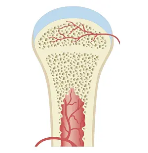 Human Tissue Prints: Cross section biomedical illustration of fully developed long bone in adult