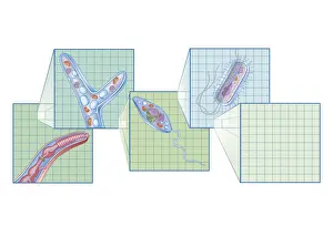 Unhygienic Prints: Cross section biomedical illustration on grid of Worm