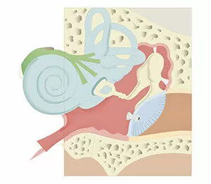 Images Dated 21st October 2011: Cross section biomedical illustration of grommet inserted in eardrum (tympanic membrane)