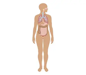 Bronchi Prints: Cross section biomedical illustration of human body