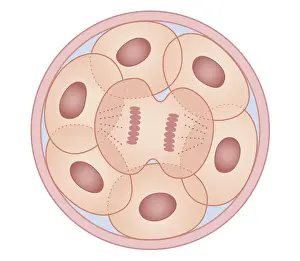 Dividing Prints: Cross section biomedical illustration of human cell division with zygote dividing to form new cells