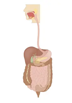 Cross section biomedical illustration of human digestive system connected to esophagus
