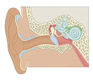 Human Ear Prints: Cross section biomedical illustration of human ear