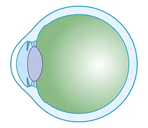 Eyesight Prints: Cross section biomedical illustration of human eye