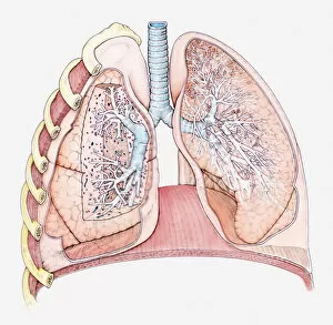 Images Dated 18th May 2011: Cross section biomedical illustration of human lungs