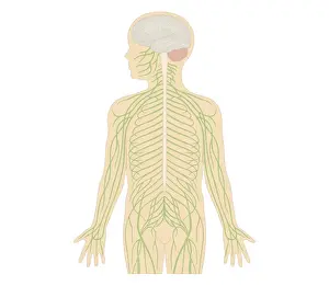 Cross section biomedical illustration of human nervous system in female child