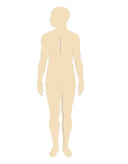 Human Leg Prints: Cross section biomedical illustration of incision sites in chest and leg for saphenous vein bypass graft in adult male