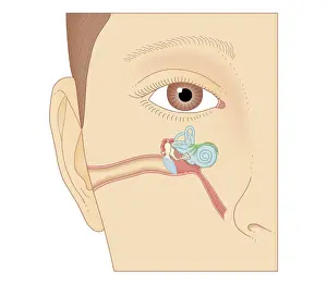 Human Ear Prints: Cross section biomedical illustration of internal components of the ear