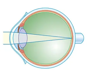 Eyesight Prints: Cross section biomedical illustration of key anatomy of the eye