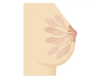 Breast Prints: Cross section biomedical illustration of Lactiferous duct in human mammary gland before pregnancy