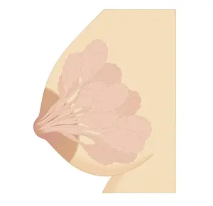 Breast Prints: Cross section biomedical illustration of Lactiferous due in human mammary gland