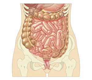 Colon Prints: Cross section biomedical illustration of large and small intestine and pelvis in adult female
