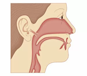 Images Dated 21st October 2011: Cross section biomedical illustration of link between the ear, nose and throat