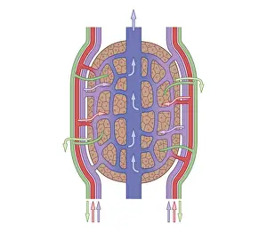 Human Liver Prints: Cross section biomedical illustration of liver lobule