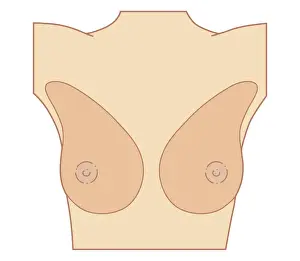 Breast Prints: Cross section biomedical illustration of location of beasts