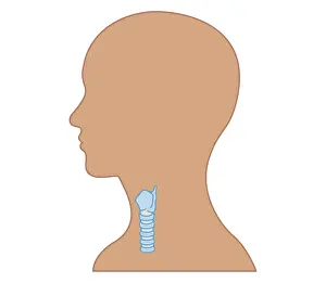 Trachea Prints: Cross section biomedical illustration of location of larynx and part of the trachea