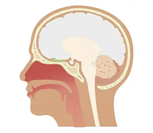 Nasal Cavity Prints: Cross section biomedical illustration of location of olfactory bulb and receptors in head