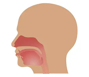 Tongue Prints: Cross section biomedical illustration of location of taste buds