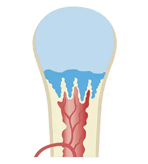 Human Tissue Prints: Cross section biomedical illustration of long bone of newborn baby