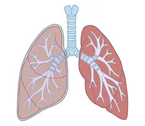Bronchi Prints: Cross section biomedical illustration of lungs connected to trachea
