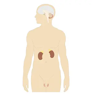 Adrenal Gland Prints: Cross section biomedical illustration of man endocrine system