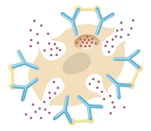 Allergy Prints: Cross section biomedical illustration of mast cell releasing histamine due to reaction with allergens