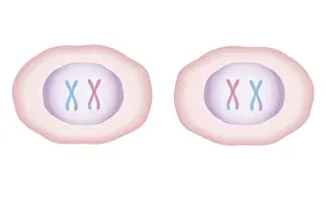 Cross section biomedical illustration of meiosis where cell divides to produce two new cells, each having a full set of 23 duplicated chromosomes from the original cell