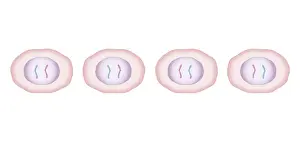 Dividing Prints: Cross section biomedical illustration of meiosis with two cells dividing to produce four