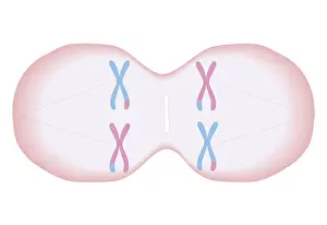 Chromosome Prints: Cross section biomedical illustration of meiosis where each duplicated chromosome has a mixture of genetic material
