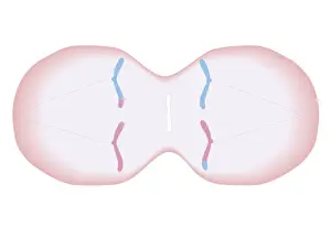 Cross section biomedical illustration of meiosis with duplicated chromosomes lined up and more threads attach, pulling the duplicated chromosomes apart to form two single chromosomes