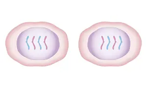 Chromosome Prints: Cross section biomedical illustration of mitosis with new cells form