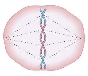 Cross section biomedical illustration of mitosis where the nucleus breaks down and threads form across cell with chromosomes lining up on these threads