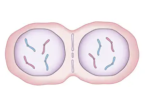 Dividing Prints: Cross section biomedical illustration of mitosis where nucleus membrane form around each set of chromosomes