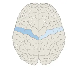 Cross section biomedical illustration of motor map of the brain